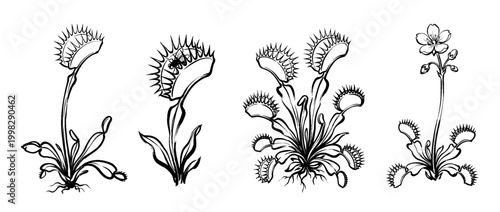 venus flytrap , Traditional Chinese Brush , strokes swirl style