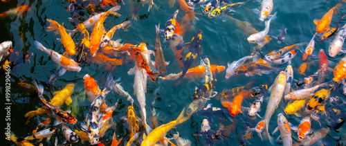 Fényképezés There are many colorful Japanese carp fish swimming in the water