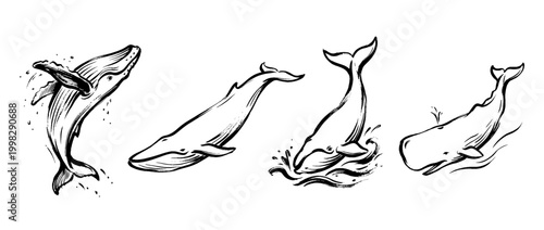 whale , Traditional Chinese Brush , strokes swirl style