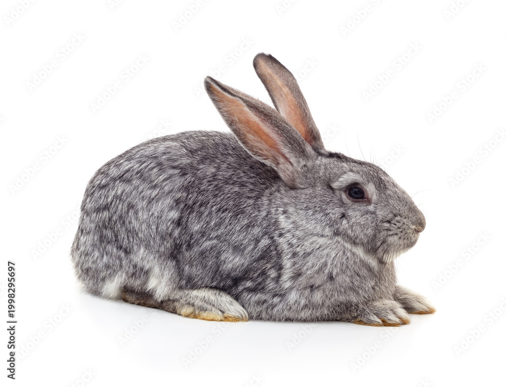 Fototapeta premium Grey rabbit sitting on white background.