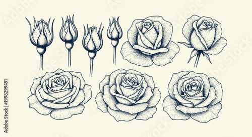 Hand Drawn Vintage Rose Flower Illustration Set with Buds and Blooms for Botanical Design Elements