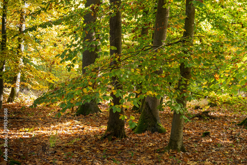 Buchenwald im Herbst, Nordrhein-Westfalen, Deutschland