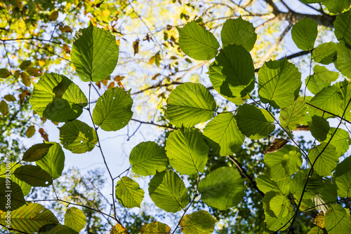 Blätter der Buche gegen den Himmel,  Nordrhein-Westfalen, Deutschland