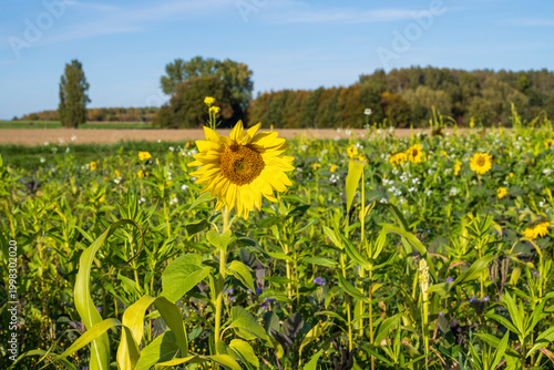 Feld mit bluehenden Sonnenblumen, Kamen, Ruhrgebiet, Nordrhein-Westfalen, Deutschland