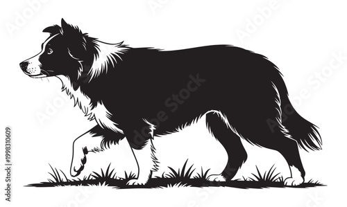 A detailed silhouette of a Border Collie dog walking in the grass for pet care and domestic animal breeding themes