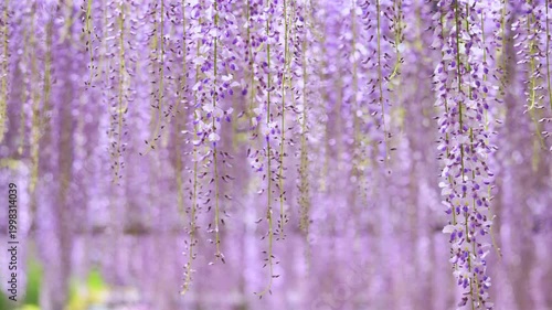 風がある日の藤の花