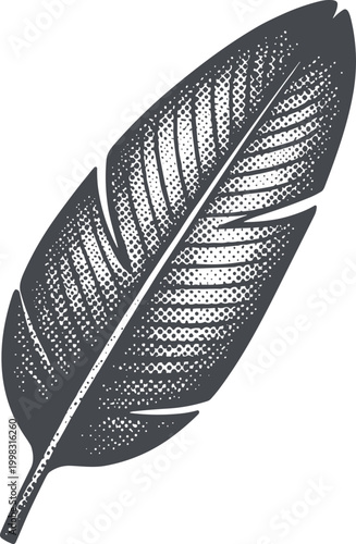 Gray feather illustration
