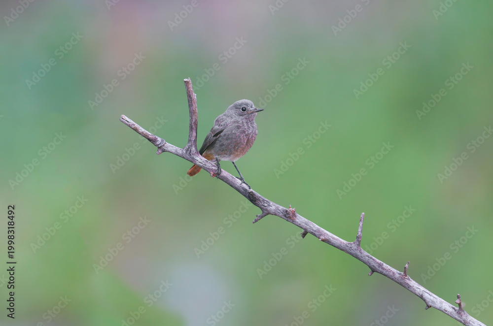 Fototapeta premium A female Black Redstart (Phoenicurus ochruros) perched on a wooden post against a soft blurred background.