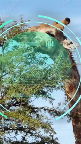 Vertical video: Giraffe head and neck coming in, browsing leaves to eat while teal HUD rotating