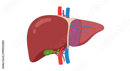 Human liver anatomy illustration with blood vessels and gallbladder, medical diagram