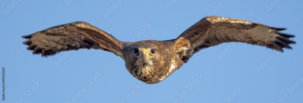 Fotografija Buzzard Frontal