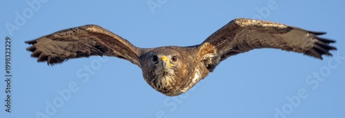 Tablou pe pânză Buzzard Frontal