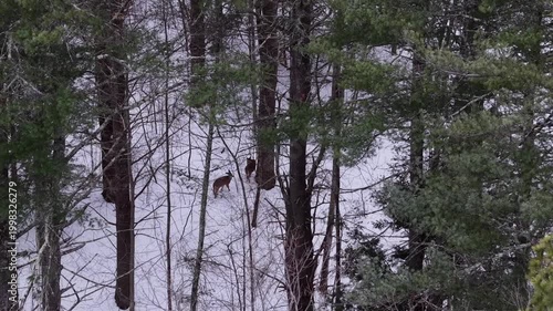 Winter aerial view of deer crossing the Oyster River just upstream of Wiswall Falls in Durham, New Hampshire