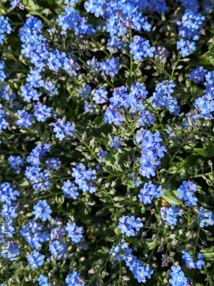 Fototapeta premium Bright Blue Forget-Me-Not Flowers in Full Bloom Dense Cluster Close Up Spring Garden Japan