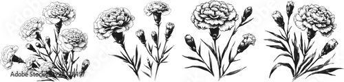 Line art sketch drawing of carnations, showing four clusters of fully bloomed flowers with accompanying buds and slender leaves vector svg