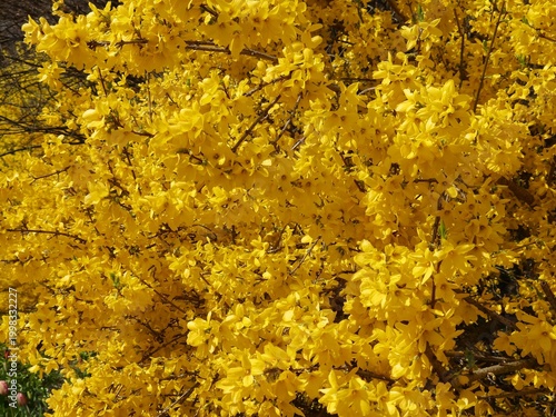 yellow maple leaves