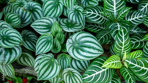 Bild auf Leinwand Close-up of decorative Watermelon Peperomia and Zebra plants in a nursery