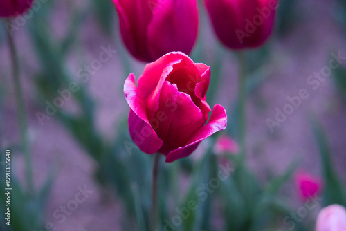 Single pink azalea flower in full bloom with soft blurred background