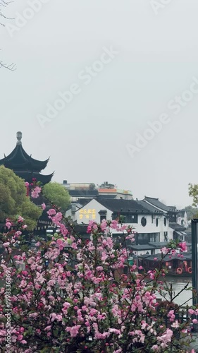 Suzhou, China, 31 March 2026 - Pink cherry blossoms bloom along a canal beside a classical pagoda and whitewashed Jiangnan-style buildings on a misty spring day.