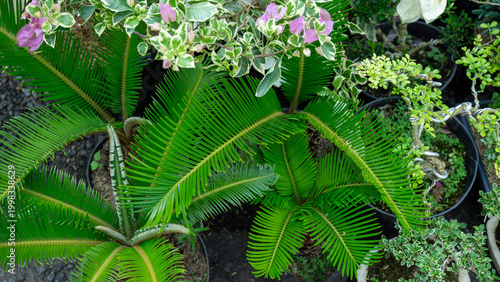 Photos Symmetrical green Sago Palm (Cycas revoluta) leaves in a tropical garden