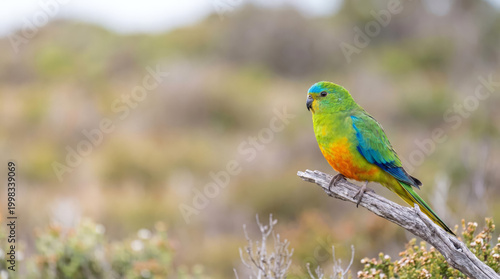Quadro su tela Extreme macro portrait of the Critically Endangered Orange-bellied Parrot (Neoph