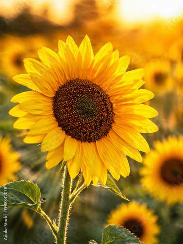sunflower in golden sunlight with blurred field background high quality professional detailed modern elegant stylish clean