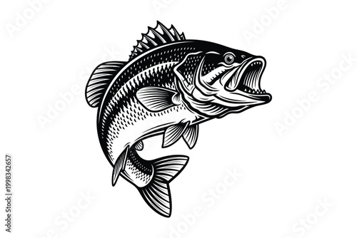 Vintage engraving of a largemouth bass a detailed black and white illustration