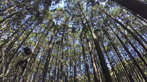 静岡県富士市にある富士ヒノキの美しい人工林を歩く

