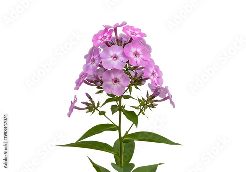 Beautiful purple phlox flowers blooming in a lush green arrangement isolated on white background