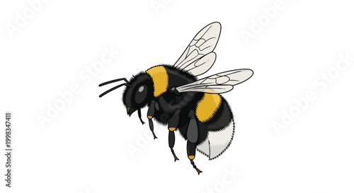 Bumblebee Vector Illustration Isolated on White Background - Flying Fluffy Bee Pollinator for Nature and Garden Design