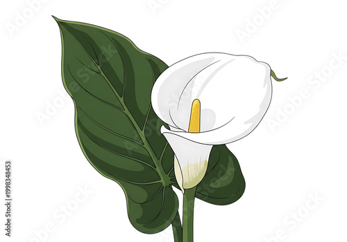 A delicate white calla lily flower with green leaves and stem isolated on white background