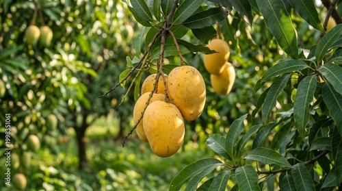 Freshly Ripe Mangoes Hanging on a Tree in a Lush Green Orchard Bathed in Sunlight