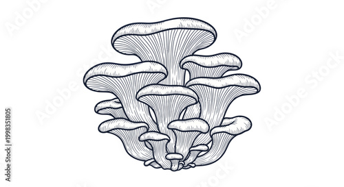 Oyster Mushrooms Illustration, Hand-Drawn Style, White Background