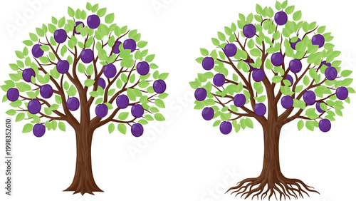 Plum Tree Vector Illustration Set with Ripe Purple Fruits and Green Leaves Showing Full Tree and Root Structure for Agriculture and Nature Design