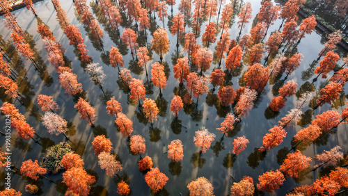 Foto Aerial view of floating redwood forest in Zhangdu Lake Wetland, Wuhan, Hubei, Ch