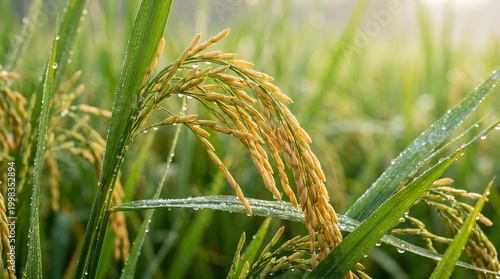Golden rice grains glisten with morning dew in a vibrant paddy field, showcasing agricultural abundance and natural beauty under soft sunlight