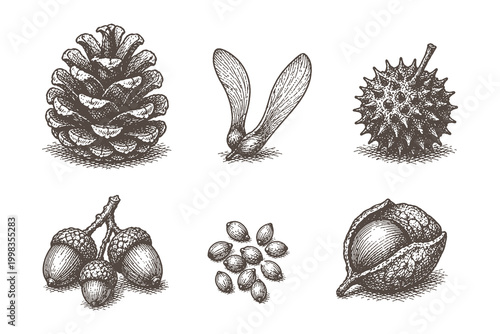 Forest seeds and pine cones collection including acorns and chestnuts in vintage hand drawn line art style vector illustration for autumn design.