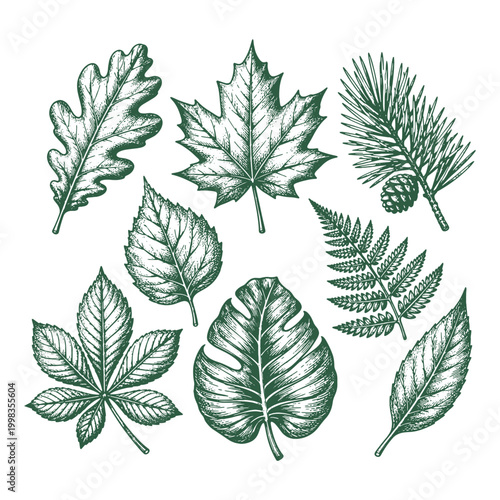 Photos Detailed hand drawn forest leaves collection featuring oak maple and fern foliage in vintage woodcut style vector illustration set for botanical design