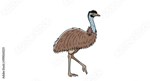 Australian Emu Illustration - Hand Drawn Vector of Large Flightless Bird Walking Isolated on White Background