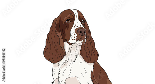 English Springer Spaniel Portrait Vector Illustration - Brown and White Hunting Dog Head and Shoulders Isolated on White Background