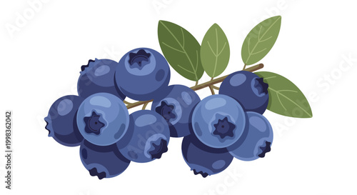 Fresh Blueberry Cluster Vector Illustration with Green Leaves Isolated on White Background Organic Healthy Fruit Design Element