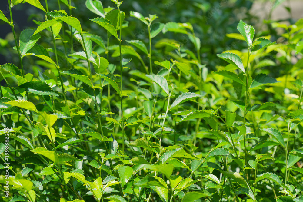 Fototapeta premium Lush green leaves of a garden hedge basking in bright sunlight. Fresh natural foliage background with vibrant organic texture.