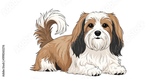 Adorable Long Haired Small Dog Illustration - Cute Brown and White Shih Tzu or Lhasa Apso Puppy Vector