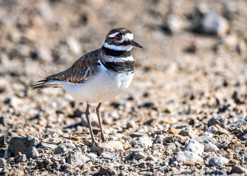 Killdeer standing in a dirt road in the Brazoria National Wildlife Refuge
