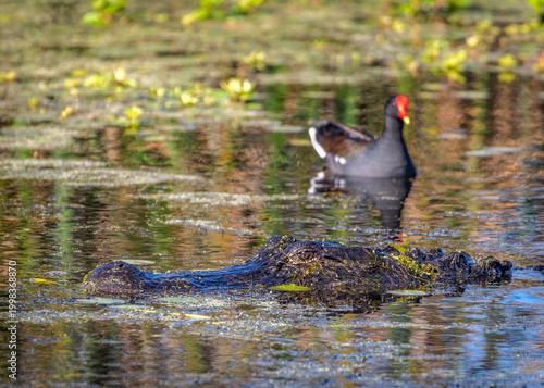 I am not here; you cannot see me.......keep going!