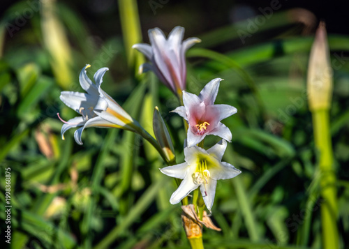 Orange River Swamplily growing along the road at Quintana Beach, Texas