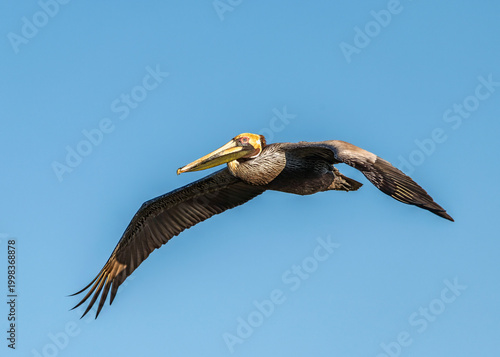 Brown Pelican flying over Quintana Beach in Texas