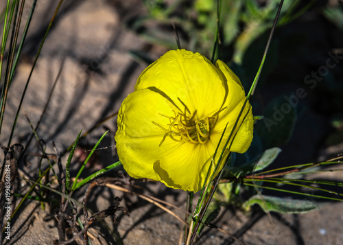 Beach Evening-Primrose - Quintana Beach, Texas
