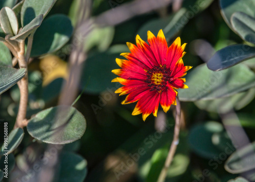 Firewheel growing along the beach at Quintana Beach, Texas