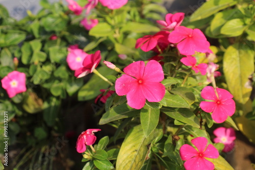 Lush flower bed of vibrant Catharanthus roseus blooming in soft sunlight